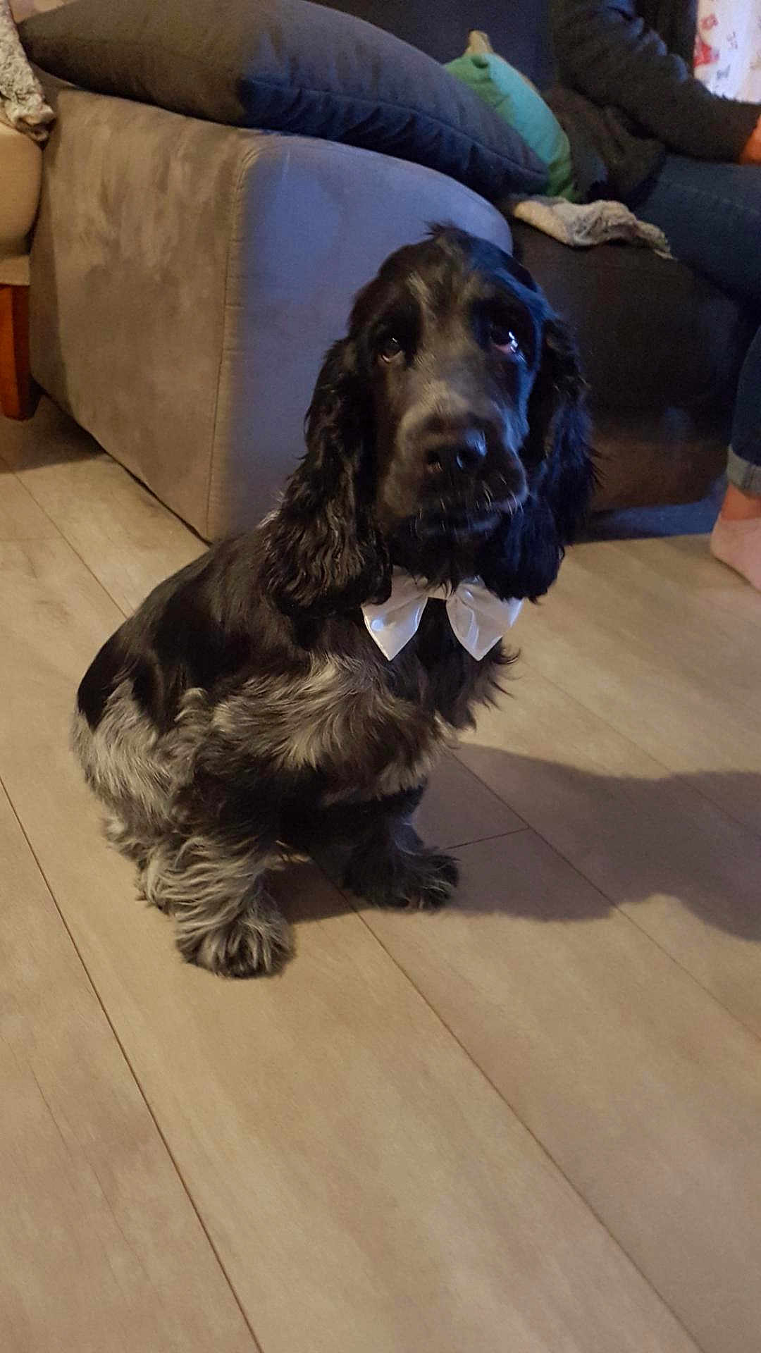 Sherlock
