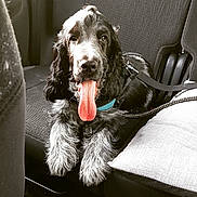 Sherlock a rejoint le concours — aidez-le/la à gagner de superbes lots ! boykin_spaniel, canidae, carnivore, cocker_spaniel, companion_dog, dog, dog_breed, english_cocker_spaniel, english_springer_spaniel, field_spaniel, french_spaniel, german_spaniel, mammal, picardy_spaniel, rare_breed_dog, russian_spaniel, snout, spaniel, sporting_group, vertebrate
