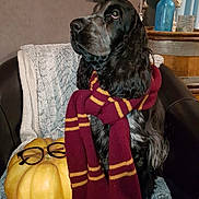 Sherlock Holmes a rejoint le concours — aidez-le/la à gagner de superbes lots ! dog, spaniel, pet, black_fur, long_ears, maroon_striped_scarf, pumpkin, glasses, armchair, blanket, cozy, indoor, home_decor, blue_bottle, wooden_surface, autumn, costume, portrait, attentive, shiny_nose