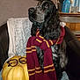 dog, spaniel, pet, black_fur, long_ears, maroon_striped_scarf, pumpkin, glasses, armchair, blanket, cozy, indoor, home_decor, blue_bottle, wooden_surface, autumn, costume, portrait, attentive, shiny_nose
