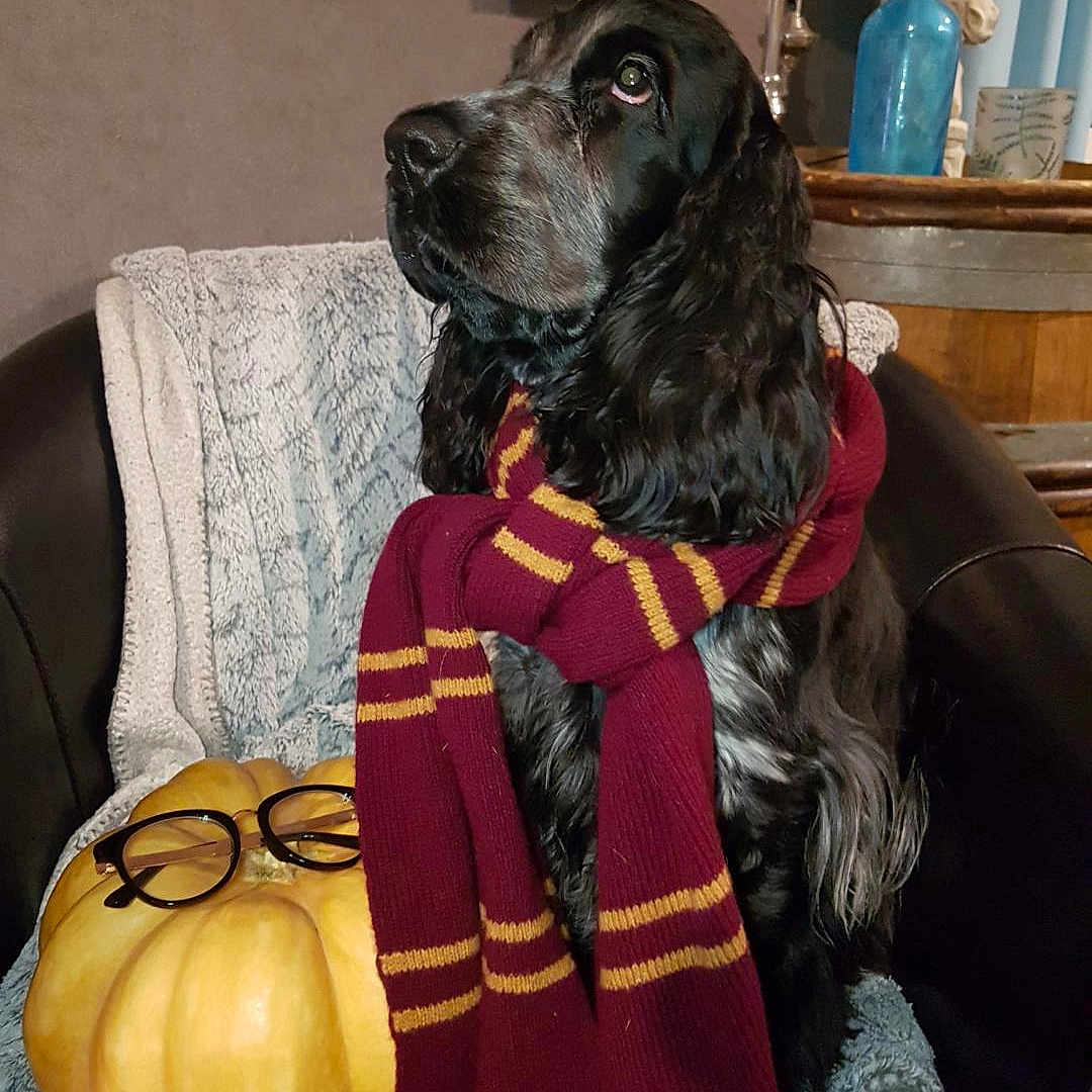 Sherlock Holmes a rejoint le concours — aidez-le/la à gagner de superbes lots ! armchair, attentive, autumn, black_fur, blanket, blue_bottle, costume, cozy, dog, glasses, home_decor, indoor, long_ears, maroon_striped_scarf, pet, portrait, pumpkin, shiny_nose, spaniel, wooden_surface