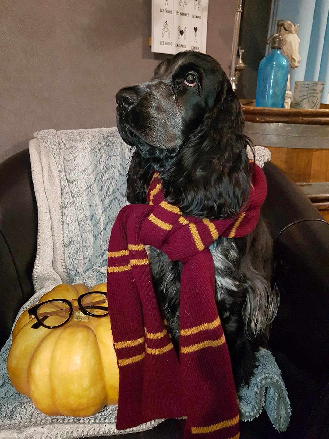 Sherlock Holmes a rejoint le concours — aidez-le/la à gagner de superbes lots ! dog, spaniel, pet, black_fur, long_ears, maroon_striped_scarf, pumpkin, glasses, armchair, blanket, cozy, indoor, home_decor, blue_bottle, wooden_surface, autumn, costume, portrait, attentive, shiny_nose