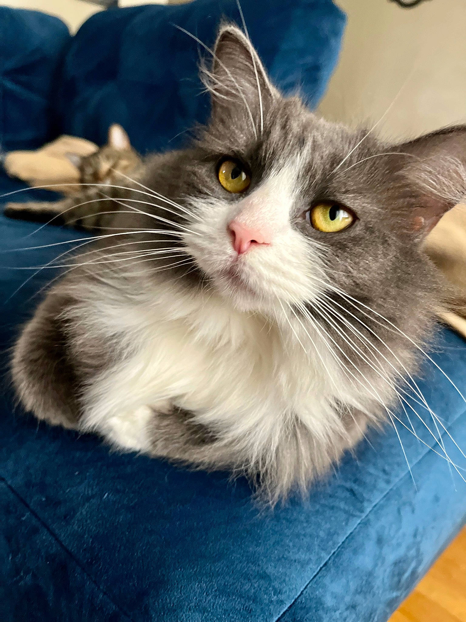 Brooke joined the competition — help win amazing prizes! british_longhair, carnivore, cat, claw, comfort, domestic_short_haired_cat, felidae, flooring, foot, fur, paw, sitting, small_to_medium_sized_cats, snout, tail, terrestrial_animal, whiskers