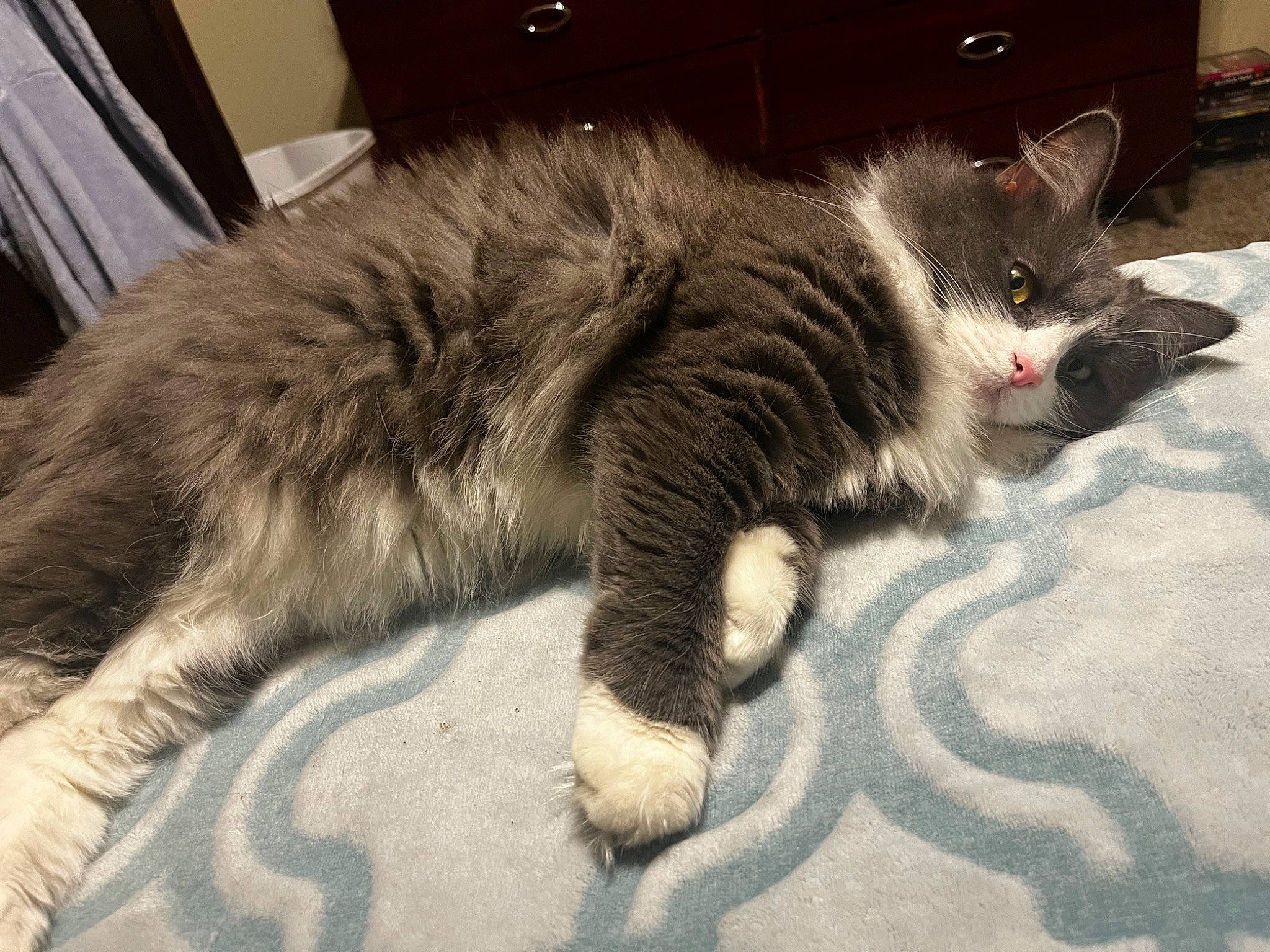 Brooke joined the competition — help win amazing prizes! carnivore, cat, claw, comfort, domestic_short_haired_cat, felidae, flooring, fur, nap, paw, road_surface, sleep, small_to_medium_sized_cats, snout, tail, terrestrial_animal, whiskers