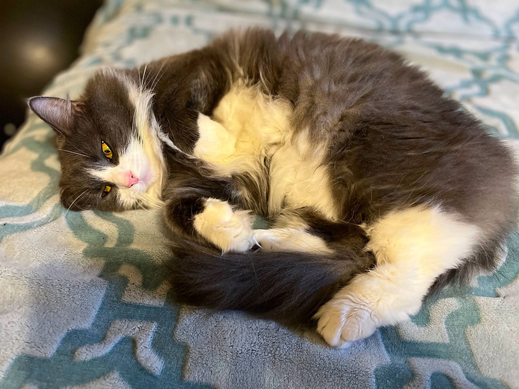 Brooke is registered to the contest to win money with this photo: carnivore, cat, cat_supply, claw, comfort, domestic_short_haired_cat, ear, felidae, fur, nap, paw, small_to_medium_sized_cats, snout, tail, terrestrial_animal, whiskers