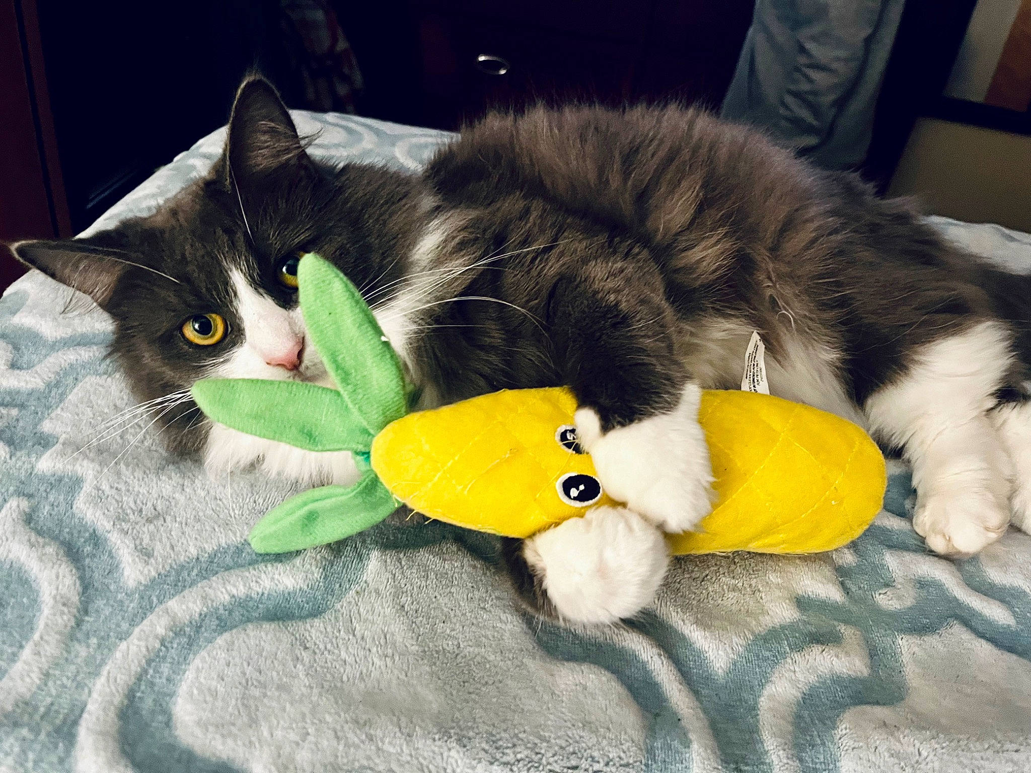 Brooke is registered to the contest to win money with this photo: angry_birds, carnivore, cat, cat_toy, claw, comfort, domestic_short_haired_cat, felidae, fur, lap, paw, plush, small_to_medium_sized_cats, snout, stuffed_toy, tail, textile, toy, vertebrate, whiskers
