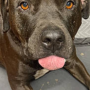 Glory joined the competition — help win amazing prizes! amber_eyes, animal, brown_dog, canine, close_up, cute, dog, ears, floor, furry, indoor, looking_up, muzzle, nose, paw, pet, playful, resting, tongue_out, toy