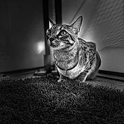 Saitama a rejoint le concours — aidez-le/la à gagner de superbes lots ! alert, animal, background, black_and_white, cat, close_up, crouching, curious, eyes, feline, fur, grass, indoor, mammal, pet, portrait, shadow, tabby_cat, texture, whiskers