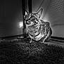alert, animal, background, black_and_white, cat, close_up, crouching, curious, eyes, feline, fur, grass, indoor, mammal, pet, portrait, shadow, tabby_cat, texture, whiskers