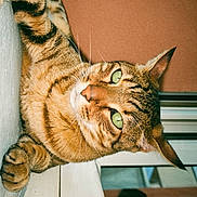 Saitama a rejoint le concours — aidez-le/la à gagner de superbes lots ! animal, cat, close_up, curious, domestic_cat, ears, feline, fur, green_eyes, indoor, orange_wall, pet, portrait, reflection, relaxed, shadow, tabby, whiskers, window_ledge, wooden_surface
