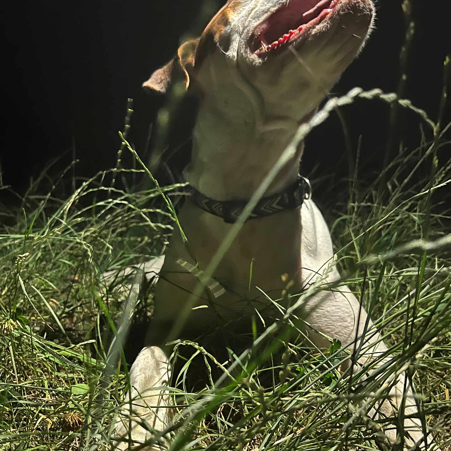 Mia participe au concours pour gagner de l'argent avec cette photo : animal, bird, bulldog, canine, dinosaur, dog, field, grass, grassland, hound, lizard, pet, pitbull, plant, pointer, puppy, reptile, snout, t_rex, terrier
