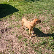 Bella joined the competition — help win amazing prizes! dog, brown_dog, pet, grass, yard, outdoor, shadow, standing, lawn, dirt, sunlight, muzzle, paws, animal, fence, bird_bath, wooden_poles, garden, patchy_grass, sunny