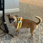 Teddy is registered to the contest to win money with this photo: dog, small_dog, indoor, carpet, plush_toy, harness, brown_dog, pet, animal, floor, furniture, curious, looking, ears_up, tail_up, standing, cord, home, cute, companion