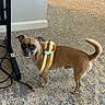 dog, small_dog, indoor, carpet, plush_toy, harness, brown_dog, pet, animal, floor, furniture, curious, looking, ears_up, tail_up, standing, cord, home, cute, companion