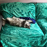 Ariel a rejoint le concours — aidez-le/la à gagner de superbes lots ! cat, pet, sofa, blanket, fur, sleeping, relaxed, indoor, living_room, green, pattern, couch, tiled_floor, paws, head, stretched, cozy, domestic, upholstery, wall