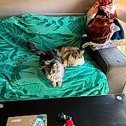 Ariel a rejoint le concours — aidez-le/la à gagner de superbes lots ! blanket, box, cat, cozy, domestic, feline, fur, green, household, indoor, living_room, pattern, pet, relaxation, sofa, sunlight, table, toy_car, water_bottle, window