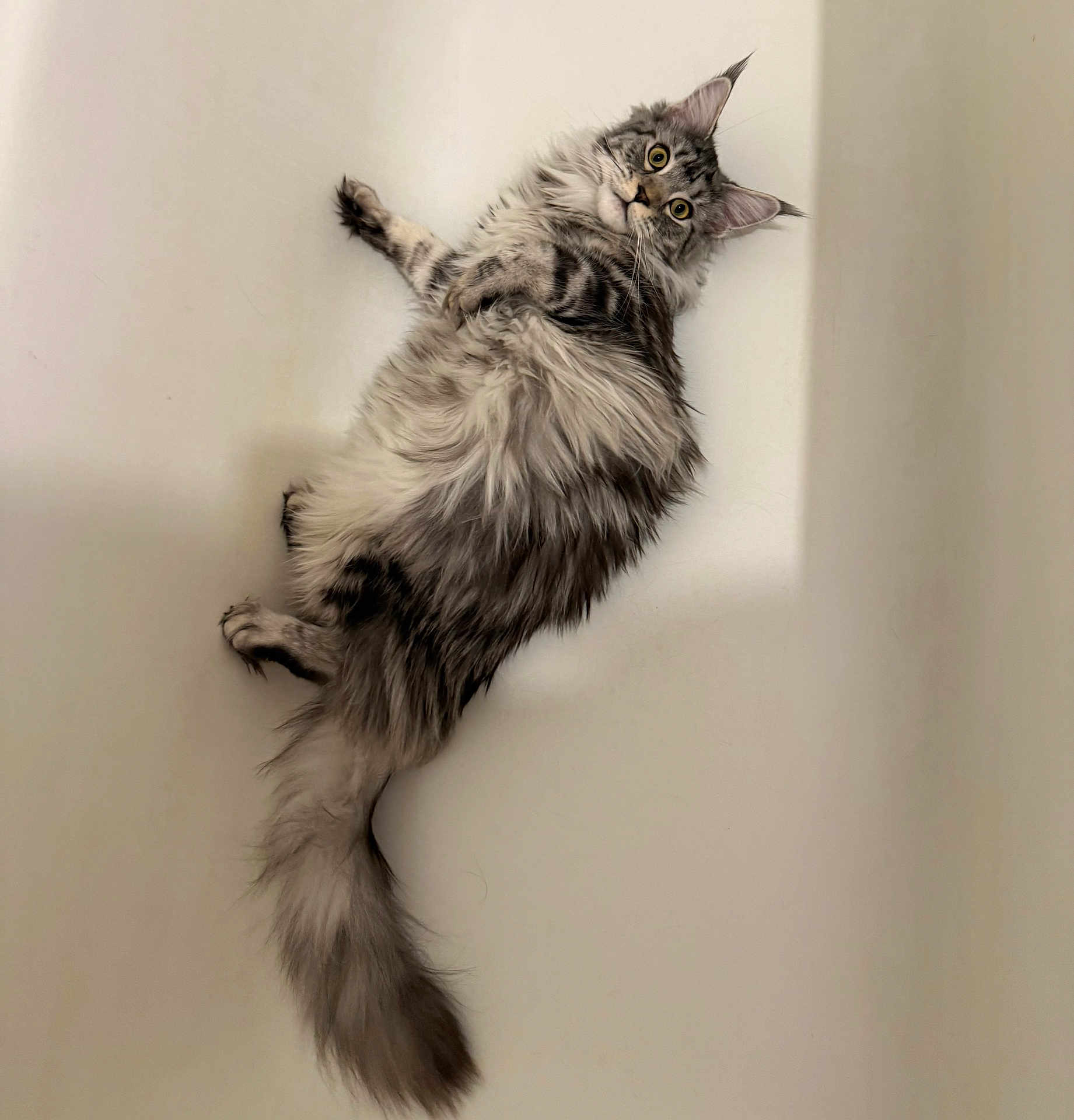 Ariel a rejoint le concours — aidez-le/la à gagner de superbes lots ! cat, long_haired_cat, fluffy_tail, gray_cat, tabby, indoor, lying_down, curious, wide_eyes, whiskers, ears, fur, portrait, pet, white_background, relaxed, looking_at_camera, floor, paws, playful