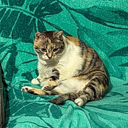 Opale a rejoint le concours — aidez-le/la à gagner de superbes lots ! cat, calico_cat, pet, blanket, teal_blanket, sofa, couch, pattern, fur, paws, whiskers, sitting, lounging, indoor, cozy, portrait, looking_down, domestic_cat, green, relaxing