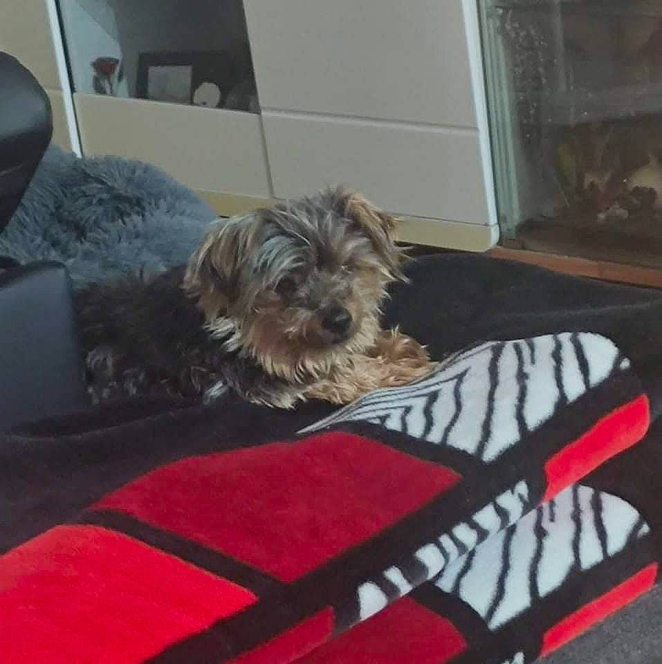 Elmuth participe au concours pour gagner de l'argent avec cette photo : canidae, carnivore, comfort, companion_dog, dog, dog_breed, flooring, fur, non_sporting_group, poodle_crossbreed, room, small_terrier, sporting_group, terrier, toy_dog, vehicle, water_dog, yorkipoo