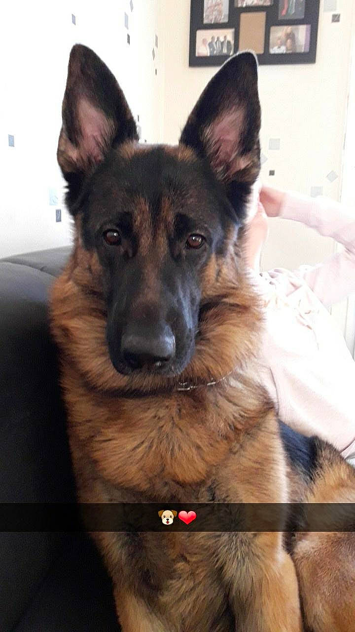 Jasko participe au concours pour gagner de l'argent avec cette photo : belgian_shepherd, belgian_shepherd_malinois, bohemian_shepherd, canidae, carnivore, dog, dog_breed, east_european_shepherd, fawn, german_shepherd_dog, king_shepherd, kunming_wolfdog, mammal, old_german_shepherd_dog, rare_breed_dog, shiloh_shepherd_dog, snout, tervuren, vertebrate, working_dog