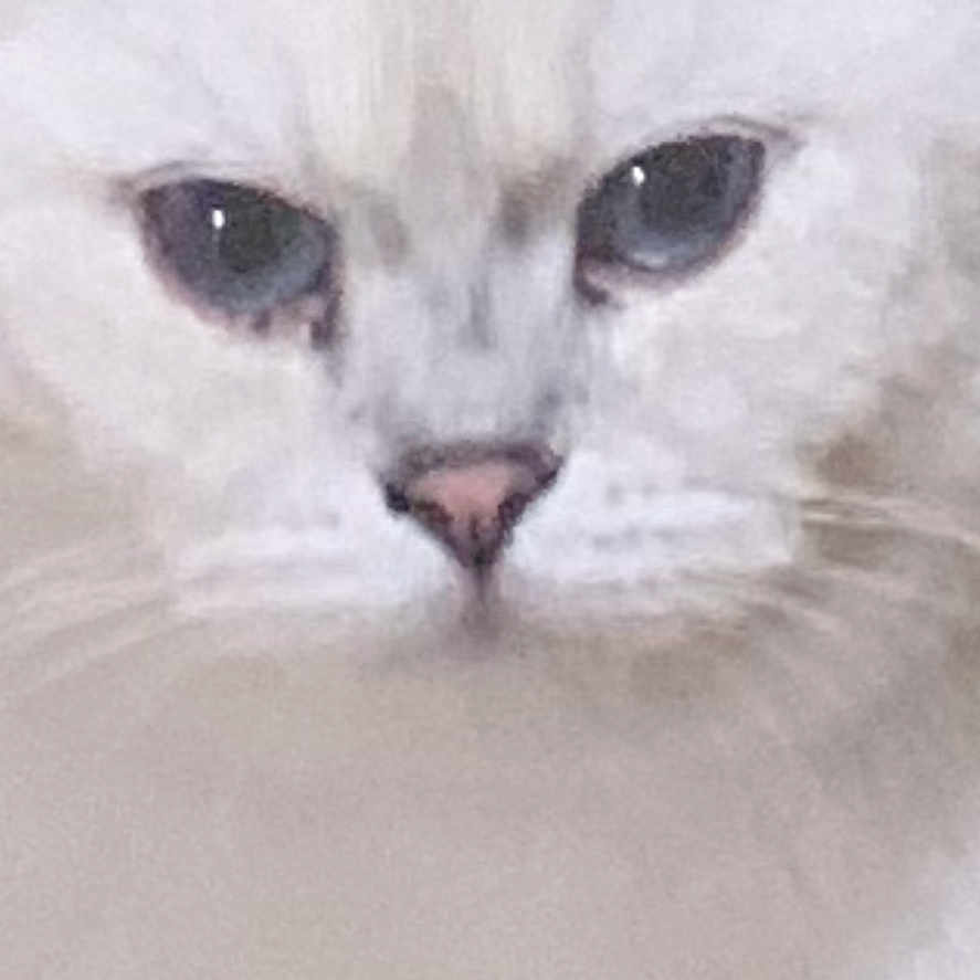 Phili is registered to the contest to win money with this photo: animal, cat, close_up, cute, domestic_cat, ears, eyes, face, feline, fur, gray_markings, indoor, looking, muzzle, nose, pet, portrait, soft_focus, whiskers, white_cat