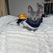 Pacha a rejoint le concours — aidez-le/la à gagner de superbes lots ! bed, bedroom, blanket, bottles, cat, cozy, ears, furniture, gray_cat, indoor, kitten, mirror, paws, plush_blanket, portrait, relaxed, sweater, toy, whiskers, yellow_eyes