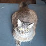 Bruce is registered to the contest to win money with this photo: cat, gray_cat, yellow_eyes, pet, animal, feline, fluffy, whiskers, indoor, looking_up, sitting, tail, fur, closeup, cute, domestic_animal, house_pet, wooden_floor, blue_surface, attention
