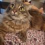 Bruce joined the competition — help win amazing prizes! cat, tabby, fluffy, yellow_eyes, indoor, fabric, patterned, floral, furniture, table, blurred_background, pet, animal, relaxed, whiskers, closeup, fur, domestic, cozy, curious