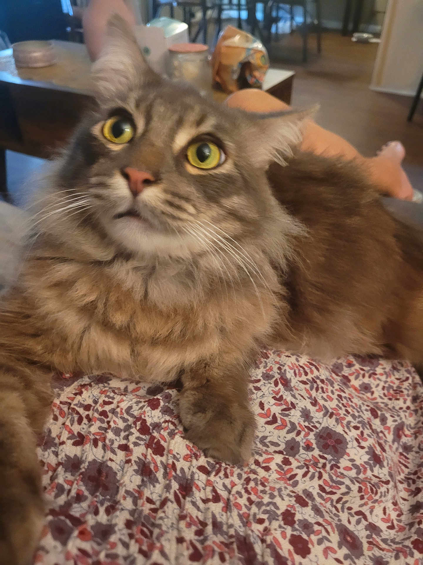 Bruce joined the competition — help win amazing prizes! cat, tabby, fluffy, yellow_eyes, indoor, fabric, patterned, floral, furniture, table, blurred_background, pet, animal, relaxed, whiskers, closeup, fur, domestic, cozy, curious