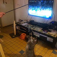 Câliné Coupe participe au concours pour gagner de l'argent avec cette photo : cat, tabby_cat, playing, toy, stick, living_room, tiled_floor, television, sports_broadcast, furniture, cat_toy, pet_accessories, scratching_post, orange_toys, table, person_hand, indoor, wall, floor, entertainment_center