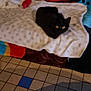 black_cat, cat, blanket, couch, colorful, pattern, star_pattern, indoor, furniture, floor, tile_floor, pet, animal, resting, cozy, home, fuzzy, soft, relaxed, yellow_eyes