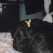 Hero joined the competition — help win amazing prizes! animal, bandana, bed, black_dog, blanket, cozy, curtain, dog, furniture, home, indoor, nighttime, pattern, pet, purple_light, quiet, relaxation, resting, sleeping, television