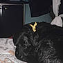 animal, bandana, bed, black_dog, blanket, cozy, curtain, dog, furniture, home, indoor, nighttime, pattern, pet, purple_light, quiet, relaxation, resting, sleeping, television
