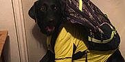 Hero is registered to the contest to win money with this photo: animal, backpack, bed, bedspread, black_dog, canine, clothing, cute, dog, domestic, door, furniture, indoor, looking, mouth_open, pet, resting, room, wall, yellow_shirt