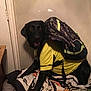animal, backpack, bed, bedspread, black_dog, canine, clothing, cute, dog, domestic, door, furniture, indoor, looking, mouth_open, pet, resting, room, wall, yellow_shirt
