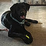 Hero is registered to the contest to win money with this photo: animal, bandana, black_dog, canine, carpet, companion, couch, dog, domestic_animal, furniture, indoor, living_room, mammal, paw, pet, playful, relaxed, resting, tennis_ball, toy