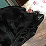 Hero joined the competition — help win amazing prizes! animal, bed, black_dog, blanket, canine, closeup, comfort, cozy, dog, domestic, fur, indoor, nap, paw, pet, quiet, relaxation, resting, sleeping, snout