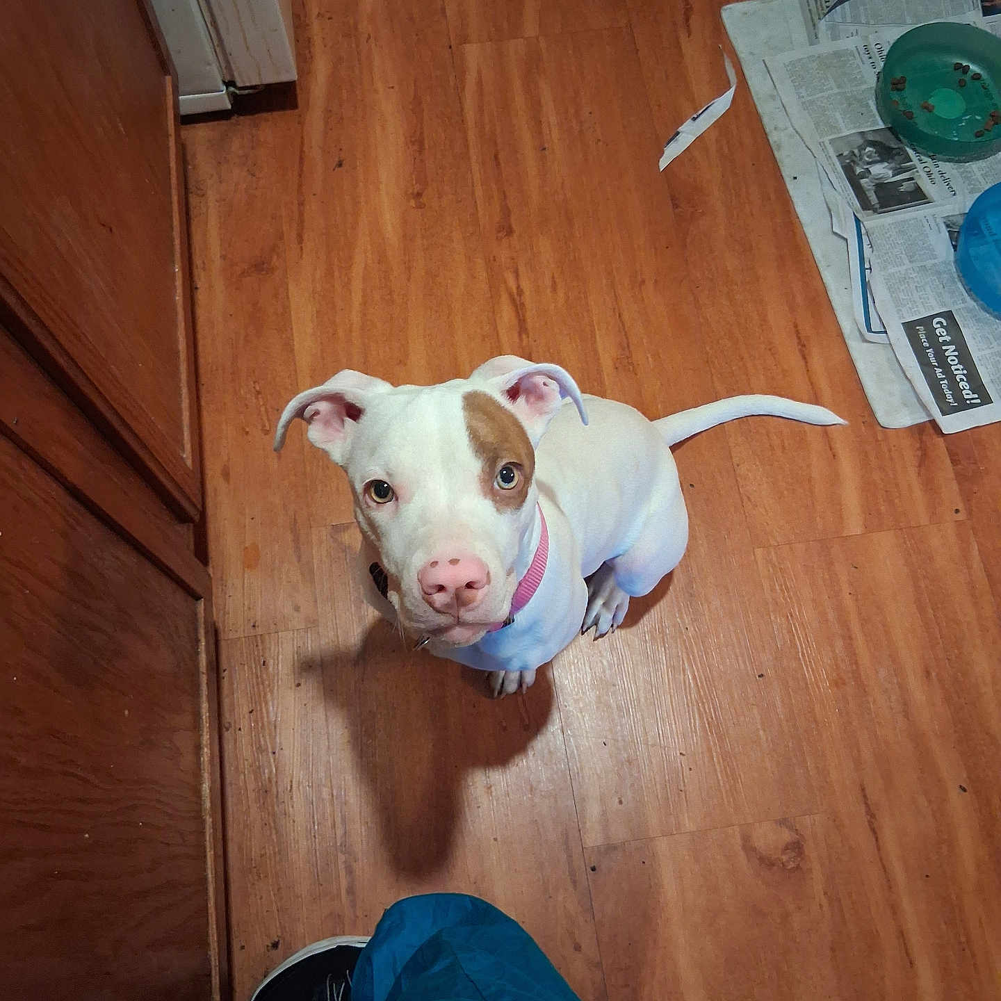 Butterz joined the competition — help win amazing prizes! brown_patch, cabinet, cute, dog, flooring, food_bowl, gaze, hardwood_floor, human_leg, indoor, kitchen, looking_up, newspaper, paws, pet, pink_collar, puppy, shadow, shoe, white_dog