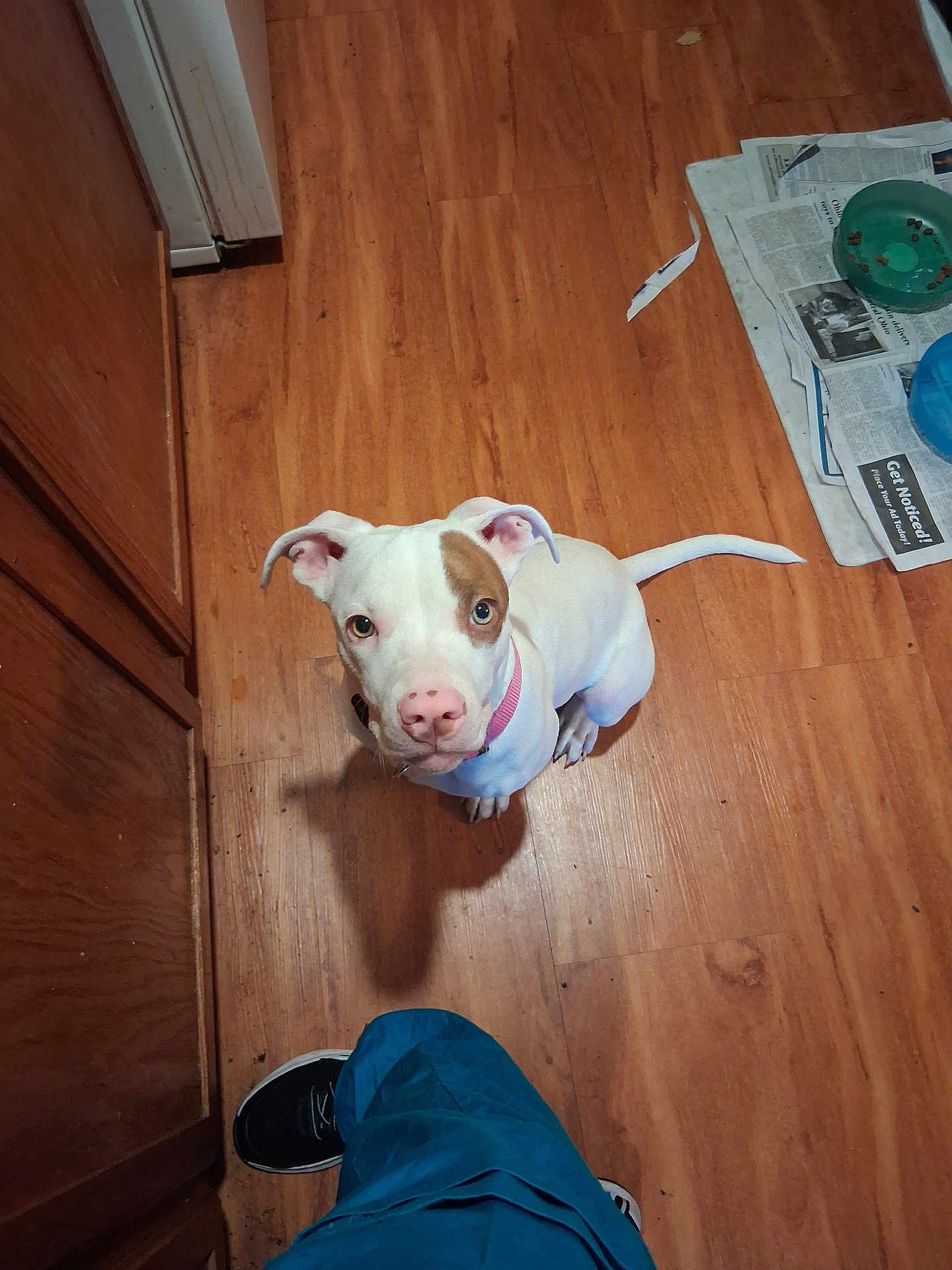 Butterz joined the competition — help win amazing prizes! dog, puppy, white_dog, brown_patch, pink_collar, hardwood_floor, kitchen, indoor, looking_up, gaze, food_bowl, newspaper, pet, paws, shadow, shoe, human_leg, cabinet, flooring, cute