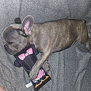 Nala participe au concours pour gagner de l'argent avec cette photo : dog, puppy, french_bulldog, toy, plush, minnie_mouse, sleeping, blanket, patterned, cute, pet, indoor, cozy, small_dog, resting, animal, fur, ears, paw, cuddle