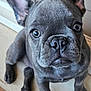 Nala participe au concours pour gagner de l'argent avec cette photo : dog, puppy, french_bulldog, close_up, ears, cute, pet, animal, indoor, floor, looking_up, small_dog, young, adorable, face, nostrils, whiskers, sitting, canine, fur
