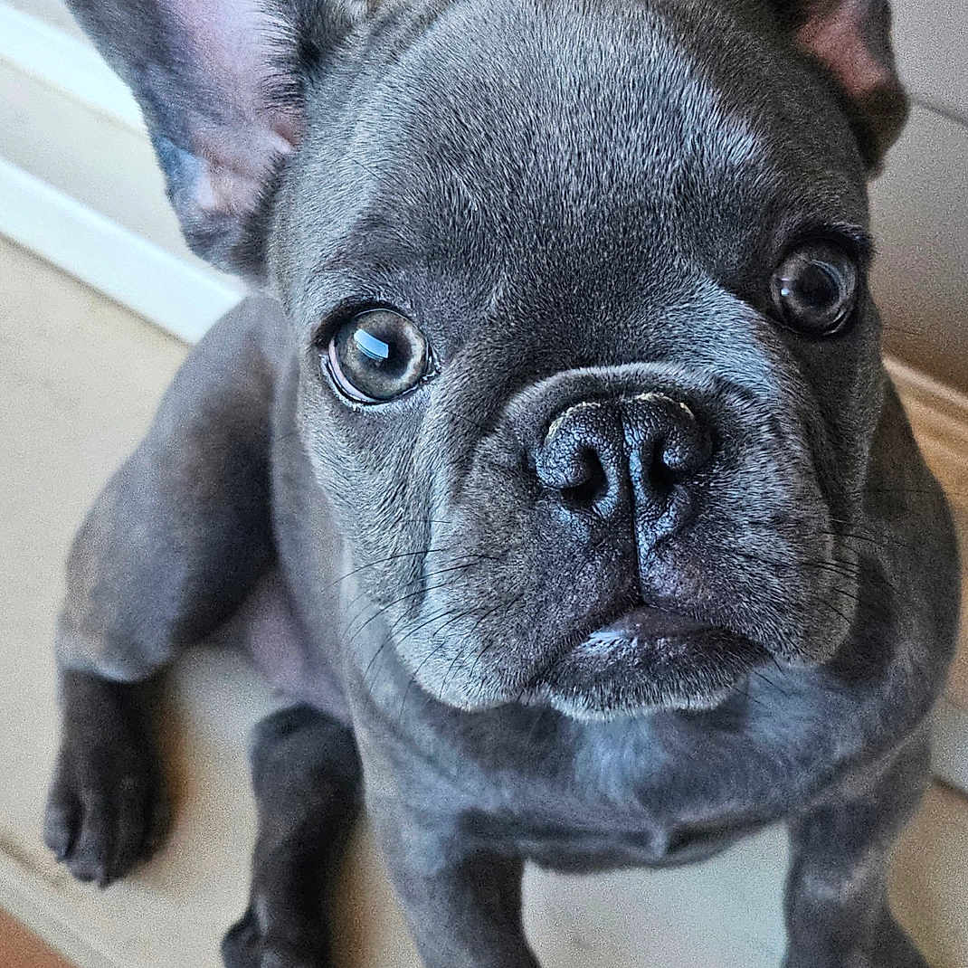 Nala participe au concours pour gagner de l'argent avec cette photo : adorable, animal, canine, close_up, cute, dog, ears, face, floor, french_bulldog, fur, indoor, looking_up, nostrils, pet, puppy, sitting, small_dog, whiskers, young