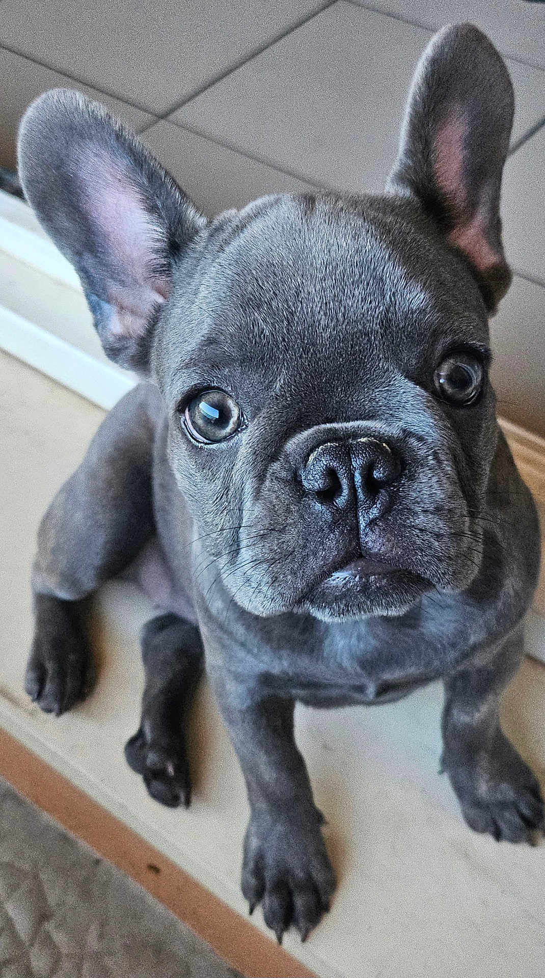 Nala participe au concours pour gagner de l'argent avec cette photo : dog, puppy, french_bulldog, close_up, ears, cute, pet, animal, indoor, floor, looking_up, small_dog, young, adorable, face, nostrils, whiskers, sitting, canine, fur