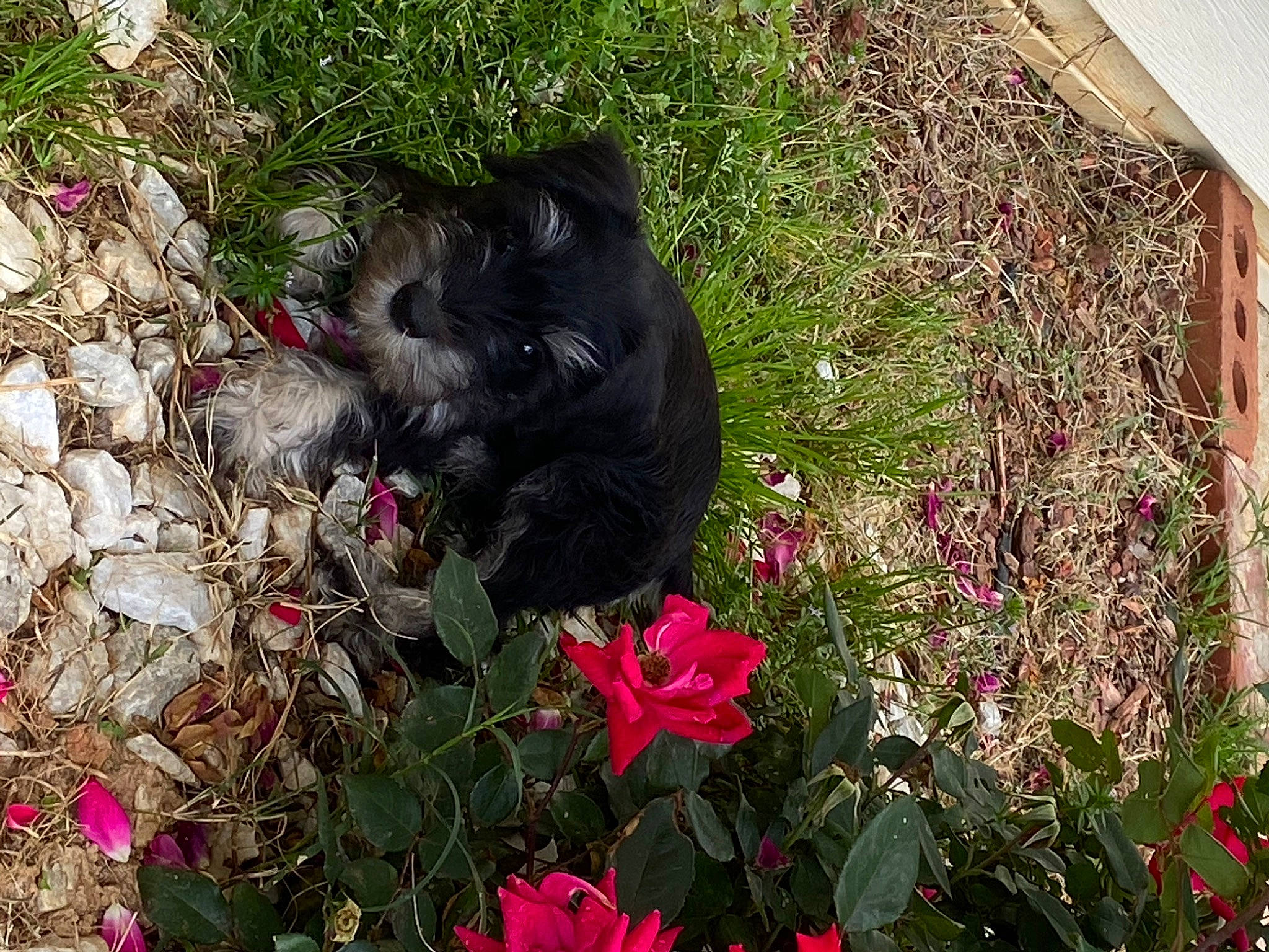 Duchess joined the competition — help win amazing prizes! affenpinscher, canidae, carnivore, dog, flower, grass, herbaceous_plant, petal, pink_family, plant, puppy, shrub, terrier