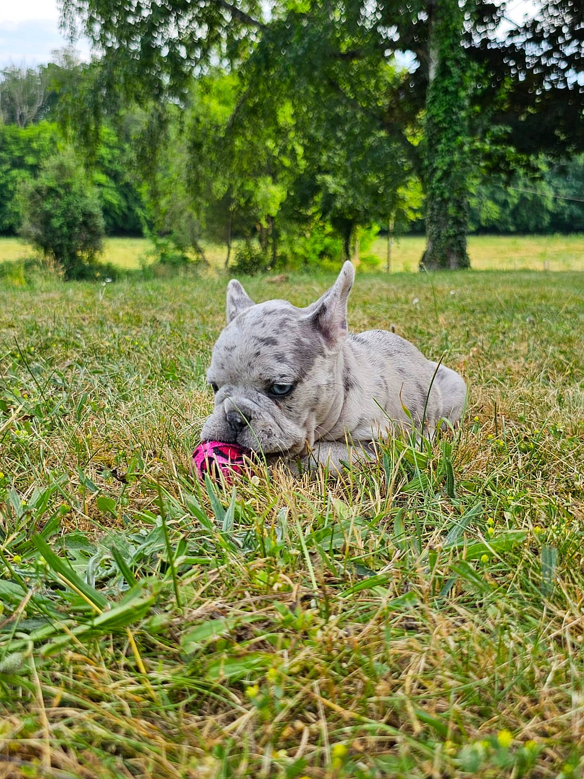 Lilith a rejoint le concours — aidez-le/la à gagner de superbes lots ! carnivore, companion_dog, dog, dog_breed, fawn, garden, glasses, grass, grassland, groundcover, lawn_ornament, pasture, plant, shrub, snout, soil, terrestrial_animal, tree, whiskers, working_animal