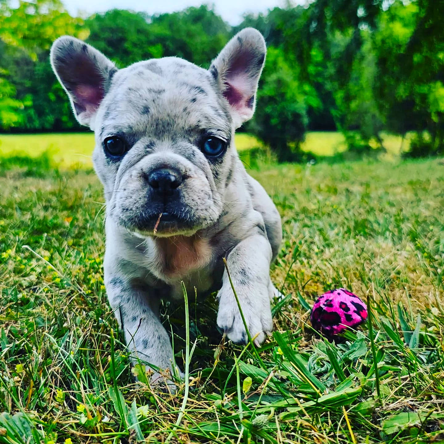 Lilith participe au concours pour gagner de l'argent avec cette photo : art, canidae, carnivore, companion_dog, dog, dog_breed, fawn, grass, grassland, groundcover, happy, people_in_nature, plant, sculpture, snout, terrestrial_animal, toy_dog, tree, whiskers, working_animal