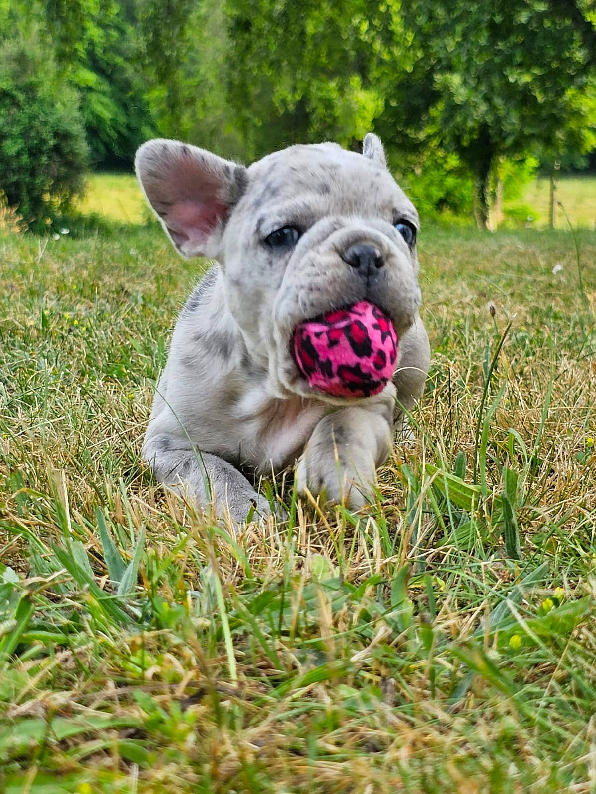 Lilith a rejoint le concours — aidez-le/la à gagner de superbes lots ! bulldog, canidae, carnivore, companion_dog, dog, dog_breed, fawn, grass, grassland, molosser, non_sporting_group, plant, snout, sporting_group, terrestrial_animal, tree, whiskers, white_english_bulldog, working_animal, wrinkle
