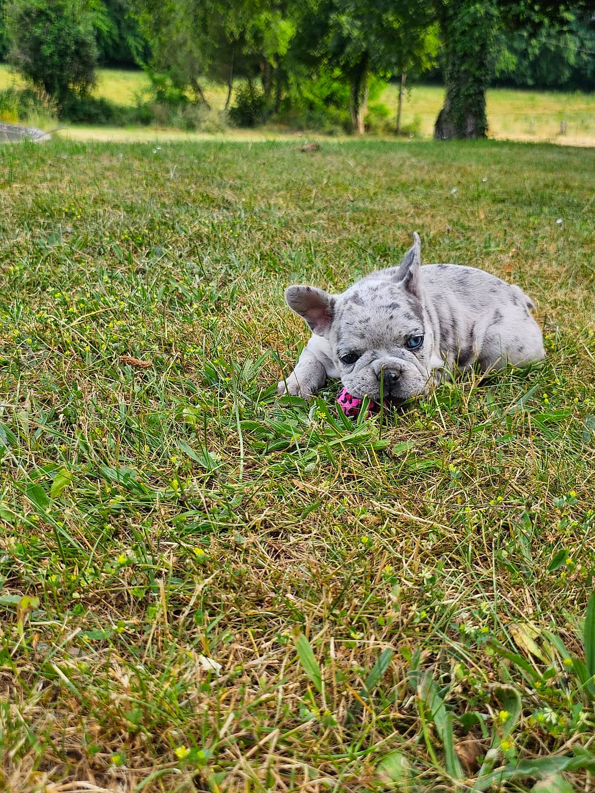 Lilith participe au concours pour gagner de l'argent avec cette photo : canidae, carnivore, companion_dog, dog, dog_breed, fawn, field, grass, grass_family, grassland, groundcover, meadow, pasture, plant, sheep, snout, sporting_group, terrestrial_animal, tree, working_animal
