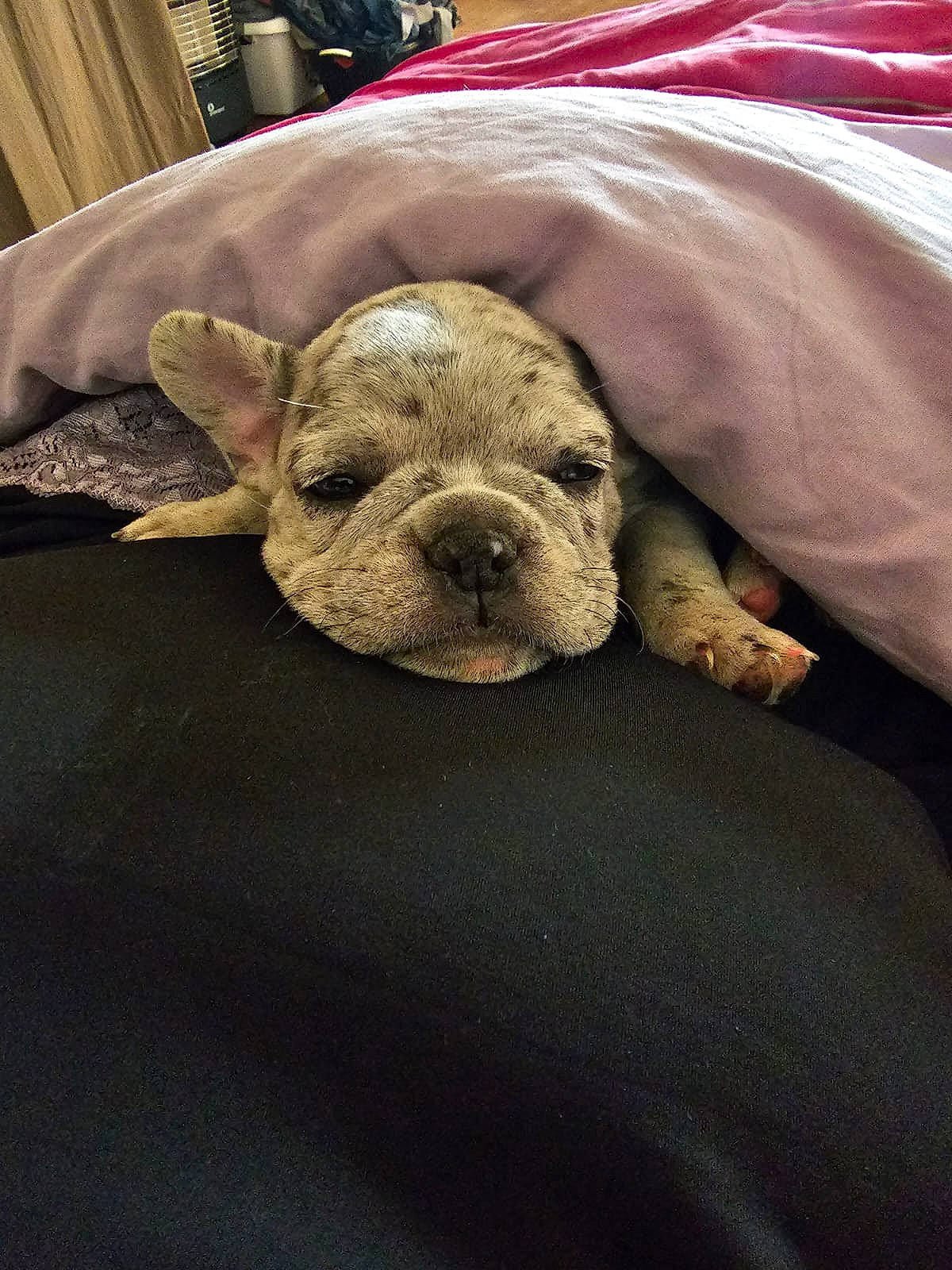 Lilith participe au concours pour gagner de l'argent avec cette photo : bulldog, canidae, carnivore, comfort, companion_dog, dog, dog_breed, fawn, flooring, fur, linens, molosser, nap, snout, sporting_group, terrestrial_animal, toy_dog, whiskers, working_animal, wrinkle