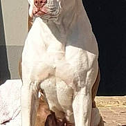 Karma is registered to the contest to win money with this photo: dog, sitting, sunlight, outdoor, pet, canine, white_coat, brown_coat, muscular, portrait, animal, paw, face, ears, nose, shadow, tile_floor, door, towel, quiet